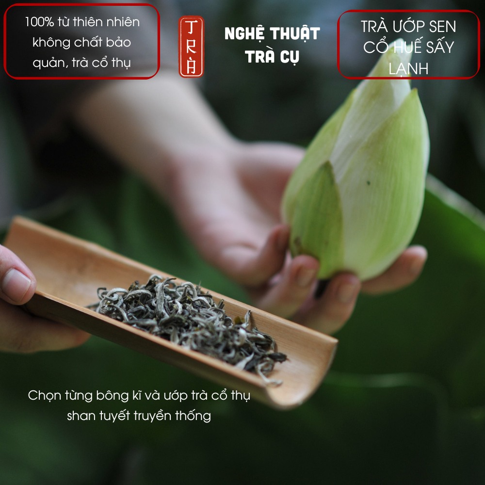 [THƯ VƯƠNG TRÀ] 5 búp Trà shan tuyết cổ thụ 1 tôm 1 lá ướp sen trắng cổ Huế 1 búp 12gr trà