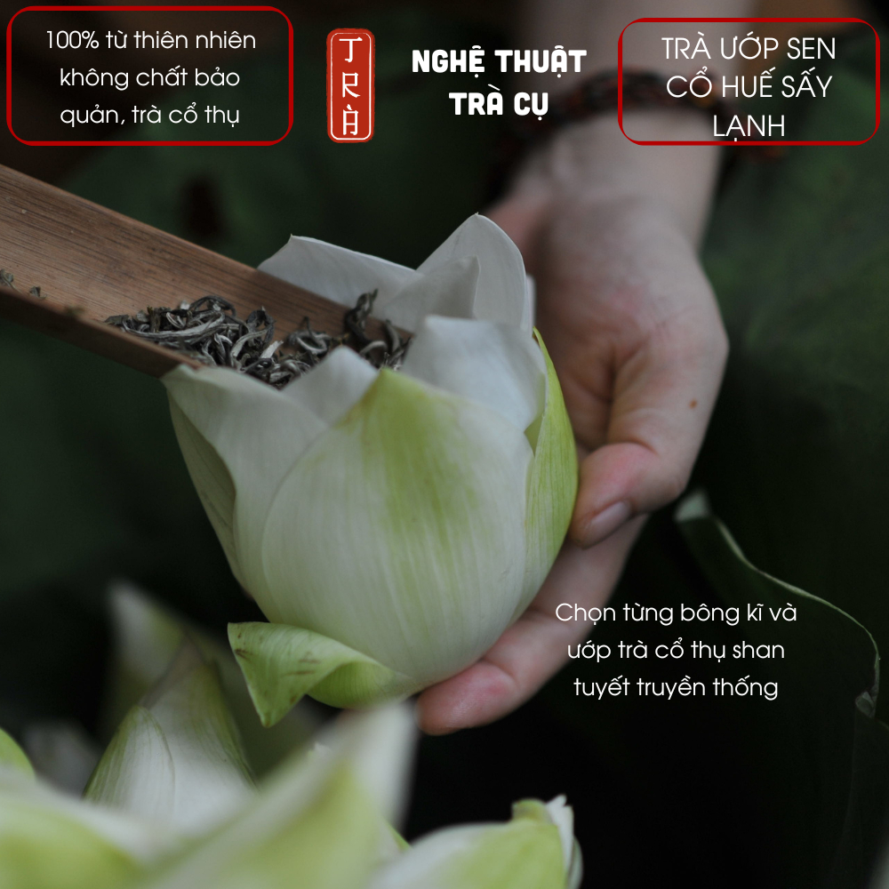 [THƯ VƯƠNG TRÀ] 5 búp Trà shan tuyết cổ thụ 1 tôm 1 lá ướp sen trắng cổ Huế 1 búp 12gr trà