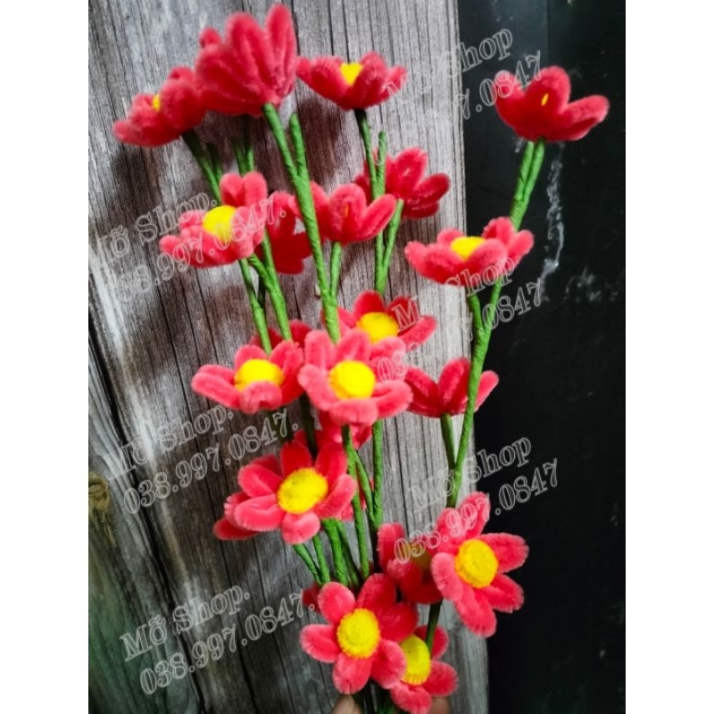 Hoa Cúc Họa Mi Kẽm Nhung Siêu Xinh