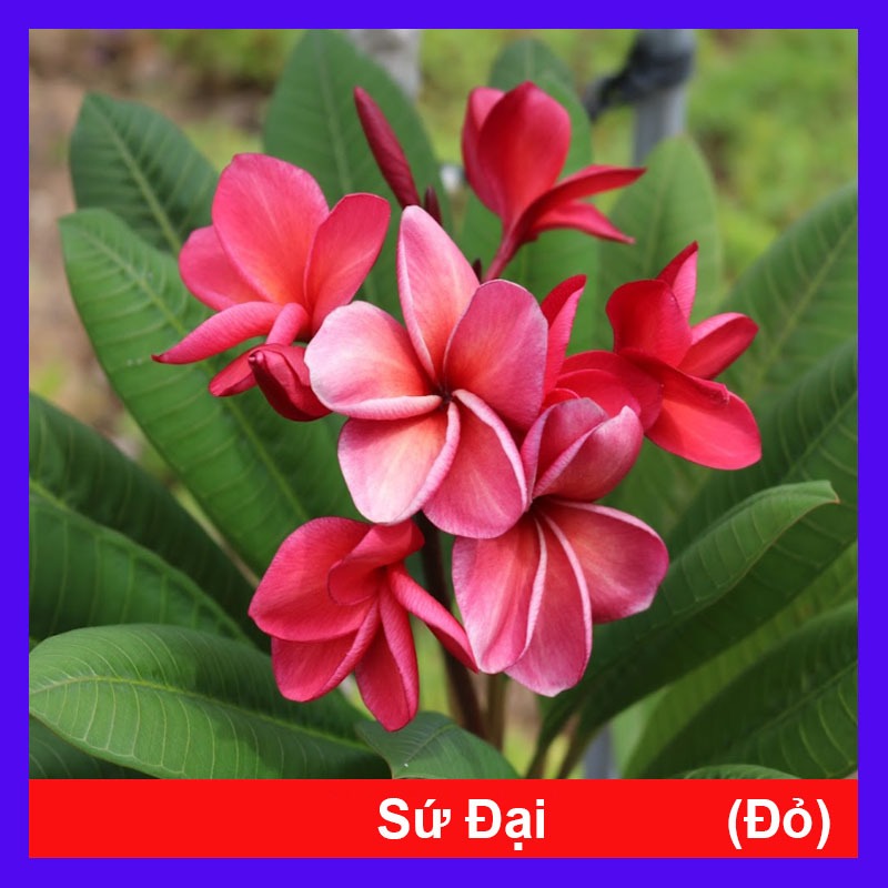 Cây Sứ Đại Đỏ Ấn Độ - cây cảnh đẹp