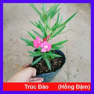 Cây Trúc Đào (Hồng Đậm) - cây cảnh đẹp trồng sân vườn