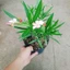 Cây Trúc Đào (Hồng Nhạt) - cây cảnh đẹp trồng sân vườn