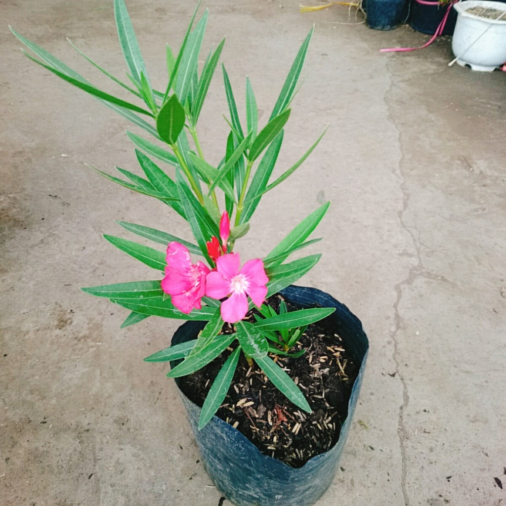 Cây Trúc Đào (Hồng Đậm) - cây cảnh đẹp trồng sân vườn