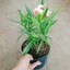 Cây Trúc Đào (Hồng Nhạt) - cây cảnh đẹp trồng sân vườn