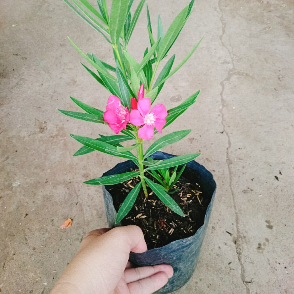 Cây Trúc Đào (Hồng Đậm) - cây cảnh đẹp trồng sân vườn