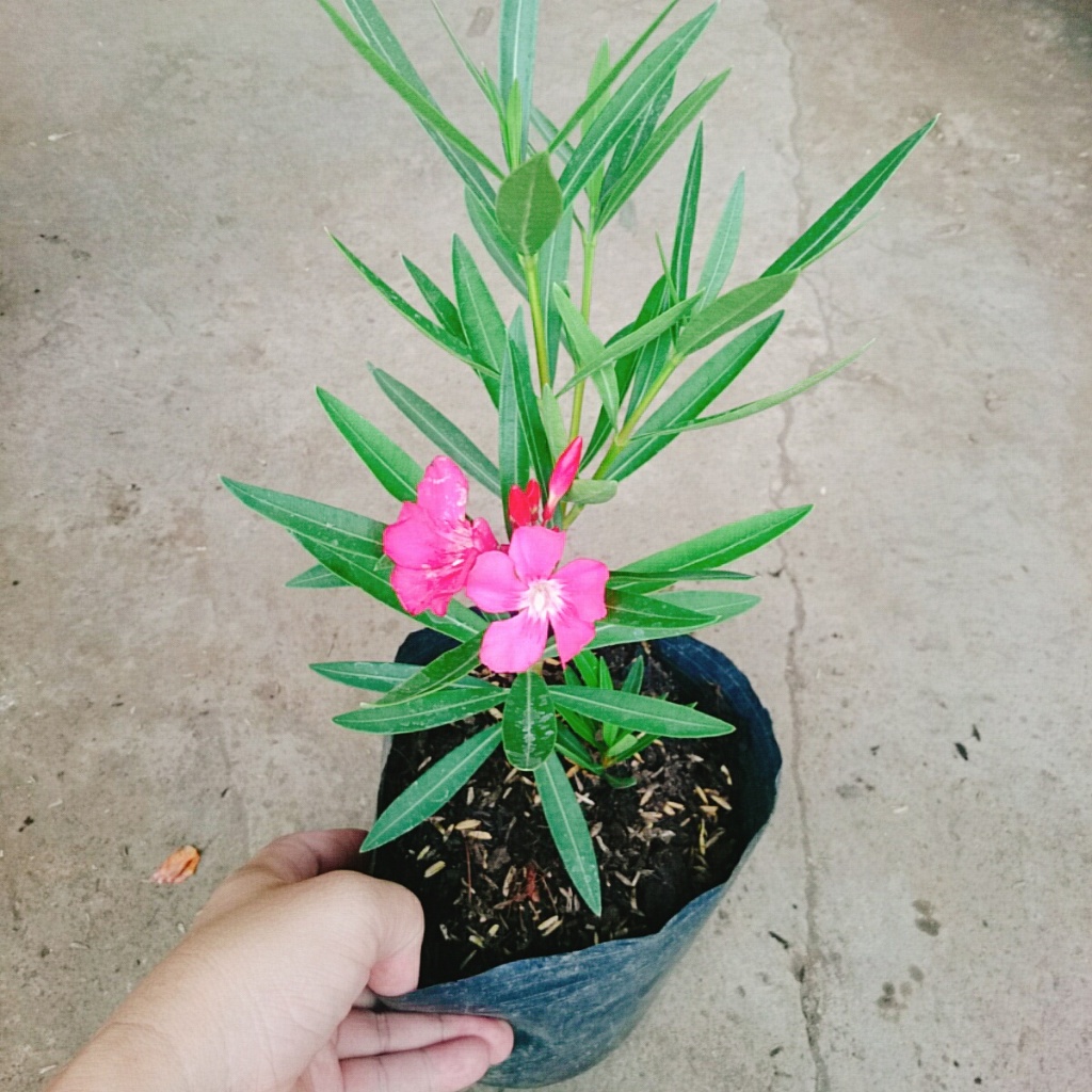 Cây Trúc Đào (Hồng Đậm) - cây cảnh đẹp trồng sân vườn