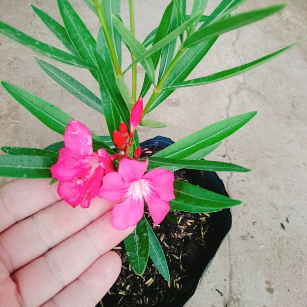 Cây Trúc Đào (Hồng Đậm) - cây cảnh đẹp trồng sân vườn