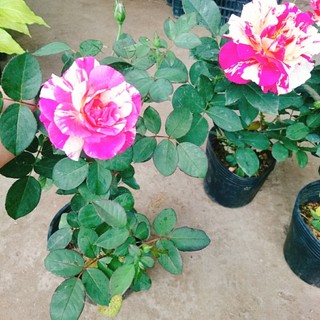 Cây hoa hồng Julio (Julio Rose) hoa hồng Pháp sọc đỏ trắng tuyệt đẹp