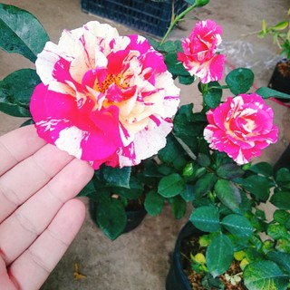 Cây hoa hồng Julio (Julio Rose) hoa hồng Pháp sọc đỏ trắng tuyệt đẹp