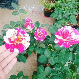 Cây hoa hồng Julio (Julio Rose) hoa hồng Pháp sọc đỏ trắng tuyệt đẹp