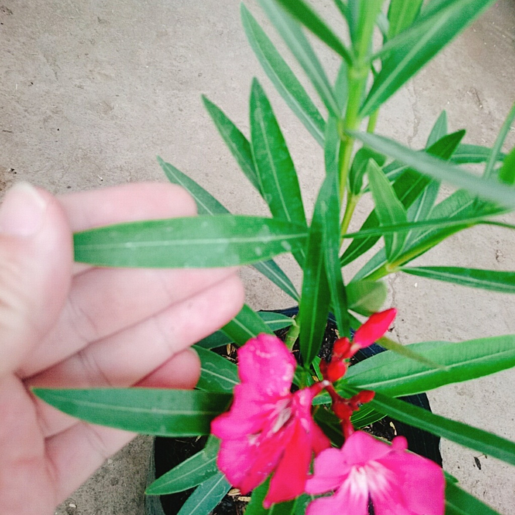 Cây Trúc Đào (Hồng Đậm) - cây cảnh đẹp trồng sân vườn