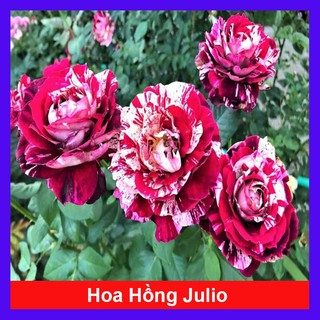 Cây hoa hồng Julio (Julio Rose) hoa hồng Pháp sọc đỏ trắng tuyệt đẹp