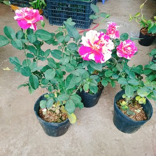 Cây hoa hồng Julio (Julio Rose) hoa hồng Pháp sọc đỏ trắng tuyệt đẹp