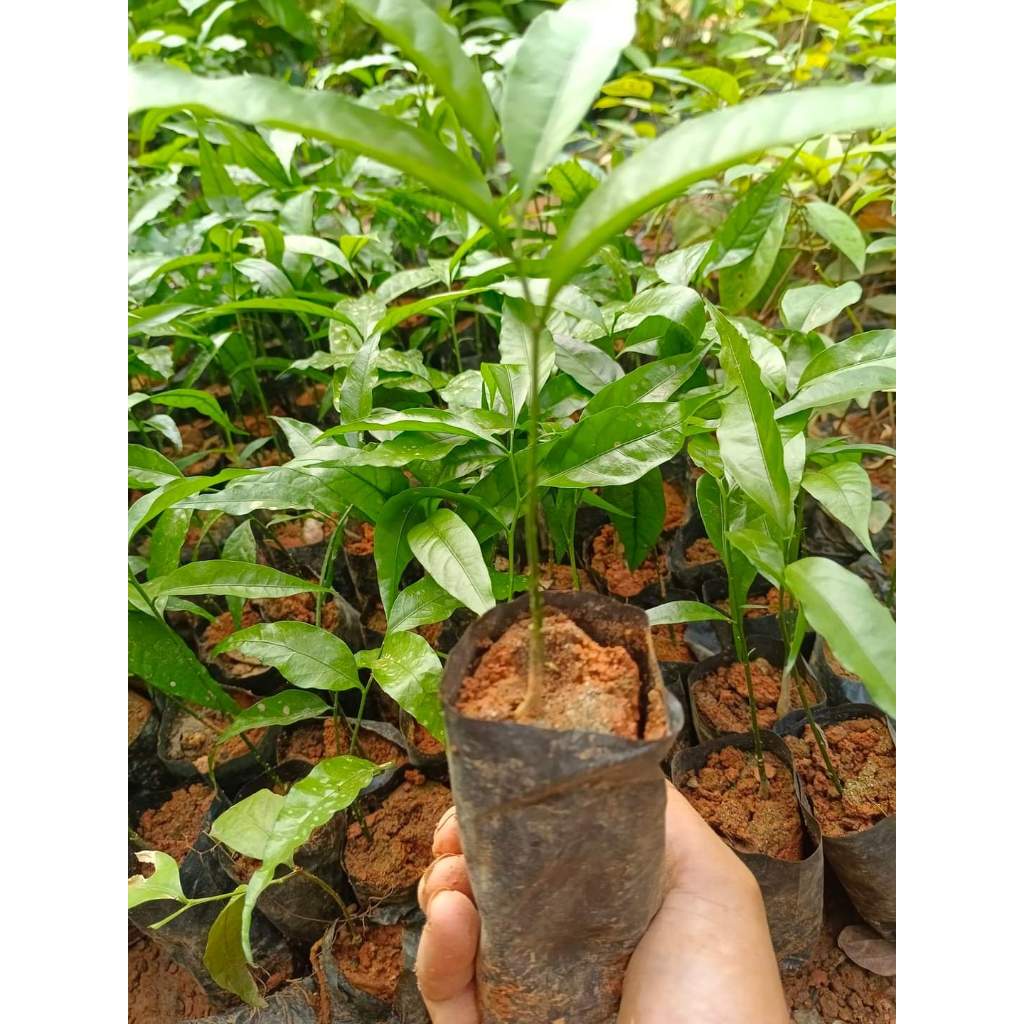 Cây rau sắng . hay còn gọi là Cây rau ngót rừng | Shopee Việt Nam