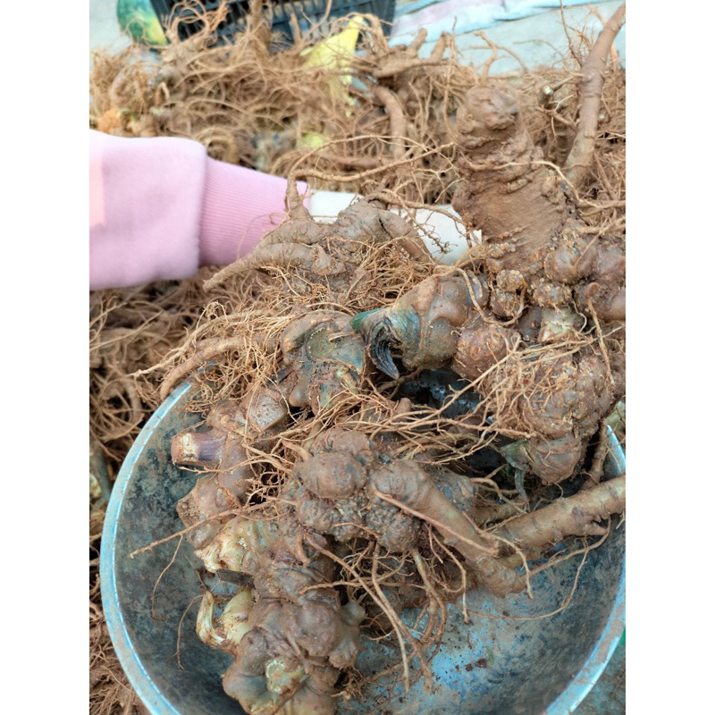 Tam Thất Bắc Tươi ( củ đẹp, nạc ,già thơm ,tam thất vùi rừng 5-9 năm )size 5-15củ 1kg khánh Ngân Tây Bắc