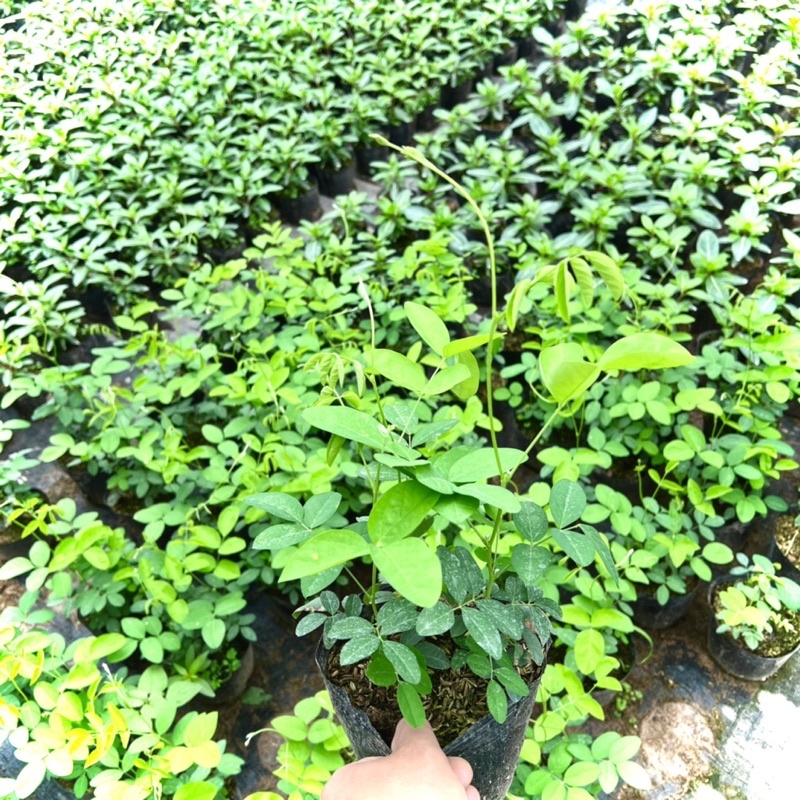 Hạt Giống _ Cây Đậu Biếc Leo Giàn Trồng Sẵn Bầu Phát Triển Tốt kvt