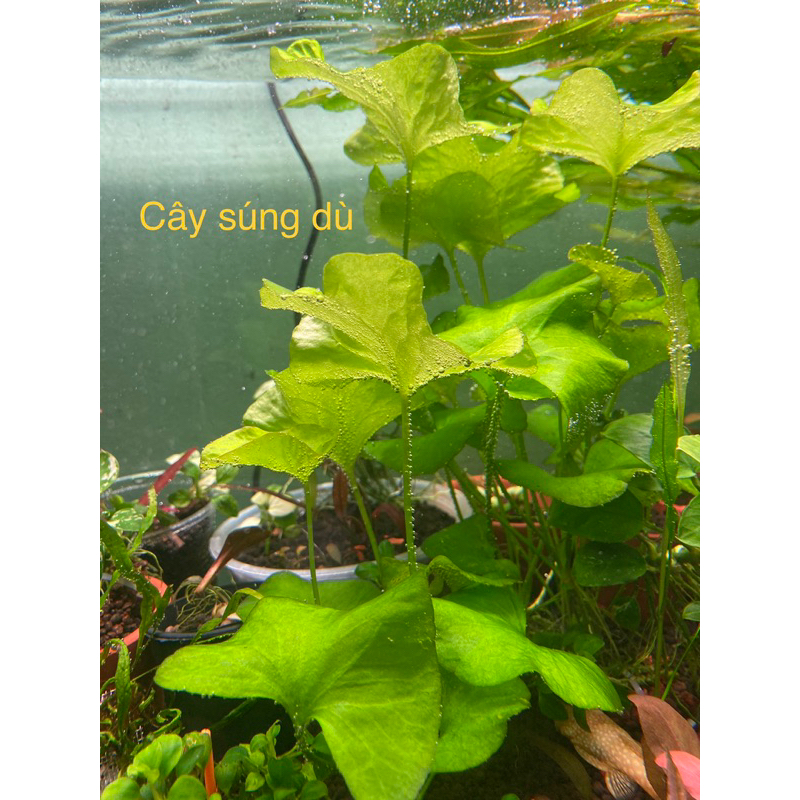 Cây Súng Dù | Cây súng xanh | Cây thuỷ sinh không Co2 dễ trồng | Shopee ...