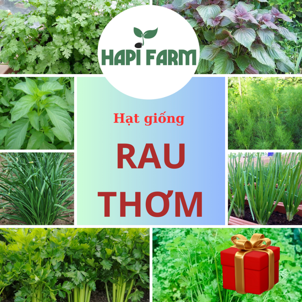 Hạt Giống Rau Thơm, rau củ quả trồng chậu, trồng thùng xốp dễ trồng ...