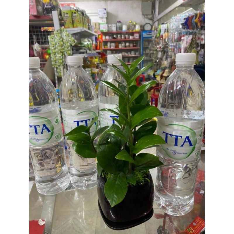Nước TTA - Thân Tâm An - Thùng 6 chai 9 lít