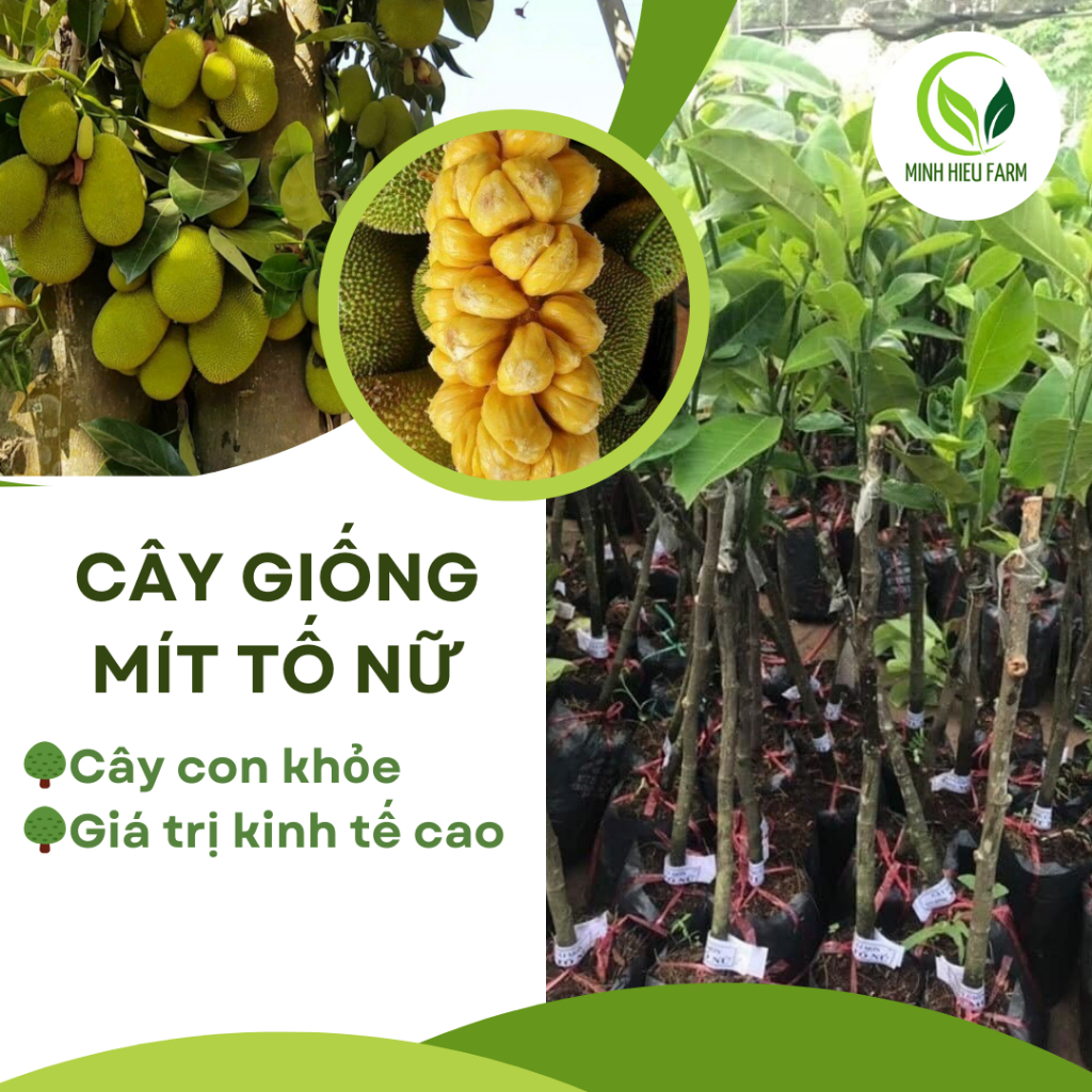 Cây Mít Tố Nữ giống, nữ hoàng của các loại mít, siêu thơm, ngon năng ...