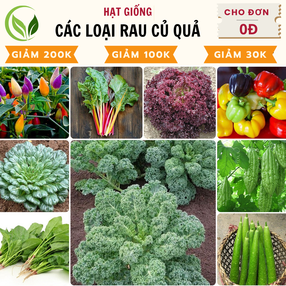 Hạt Giống Rau Củ Quả Trồng Chậu, Quanh Năm - Hạt Giống Sạch, Dễ Trồng Tại Nhà
