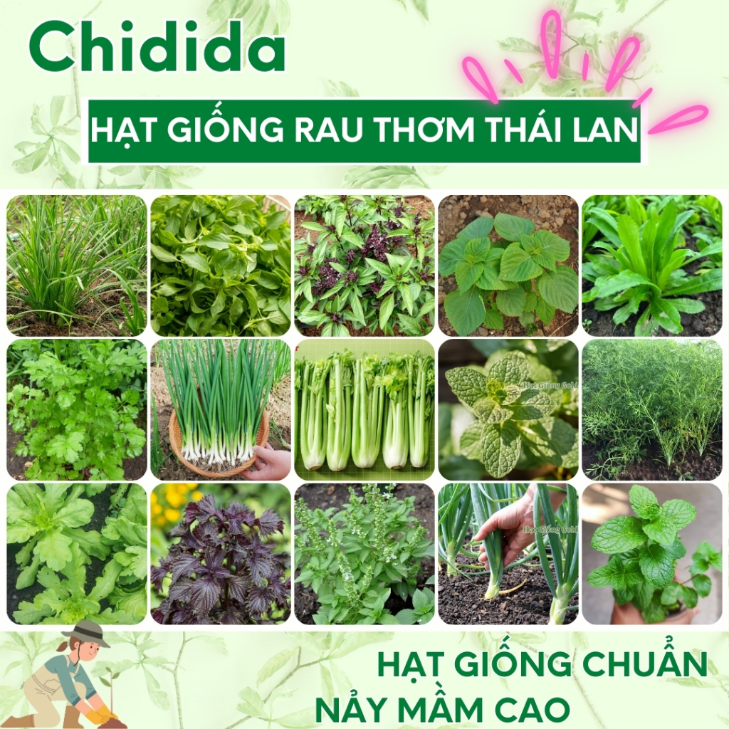 Hạt giống rau thơm Thái Lan nảy mầm cao cây khỏe kháng bệnh chịu hạn ...