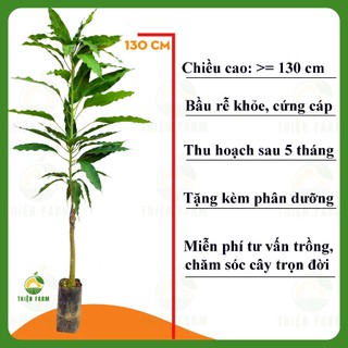 Cây Xoài Cát Hòa Lộc THIỆN FARM 130cm, quả ngọt đậm, thịt vàng dẻo thơm lừng, dùng ăn quả, che mát