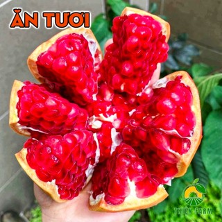 Cây Lựu Thái THIỆN FARM 40cm, quả ngọt đậm, thịt mọng nước, hạt mềm, ăn luôn cả hạt