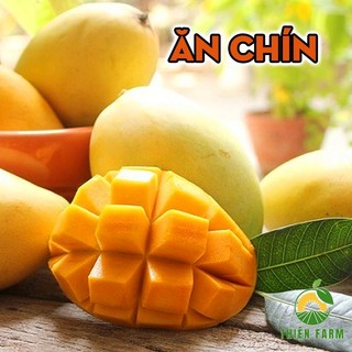 Cây Xoài Cát Hòa Lộc THIỆN FARM 130cm, quả ngọt đậm, thịt vàng dẻo thơm lừng, dùng ăn quả, che mát
