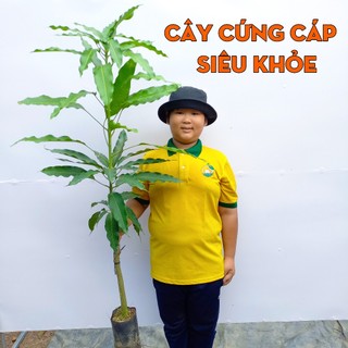 Cây Xoài Cát Hòa Lộc THIỆN FARM 130cm, quả ngọt đậm, thịt vàng dẻo thơm lừng, dùng ăn quả, che mát