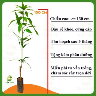 Cây Xoài Thái THIỆN FARM 130cm, quả chua ngọt thơm ngon, dùng làm cây ăn quả, cây cảnh che mát