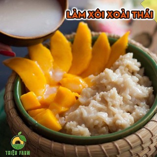 Cây Xoài Thái THIỆN FARM 130cm, quả chua ngọt thơm ngon, dùng làm cây ăn quả, cây cảnh che mát