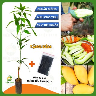 Cây Xoài Thái THIỆN FARM 130cm, quả chua ngọt thơm ngon, dùng làm cây ăn quả, cây cảnh che mát