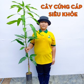 Cây Xoài Thái THIỆN FARM 130cm, quả chua ngọt thơm ngon, dùng làm cây ăn quả, cây cảnh che mát