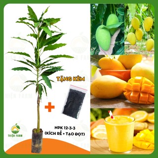 Cây Xoài Cát Hòa Lộc THIỆN FARM 130cm, quả ngọt đậm, thịt vàng dẻo thơm lừng, dùng ăn quả, che mát