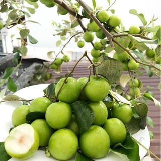 cây táo thái giống nhanh có trái