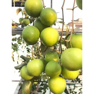 cây táo thái giống nhanh có trái