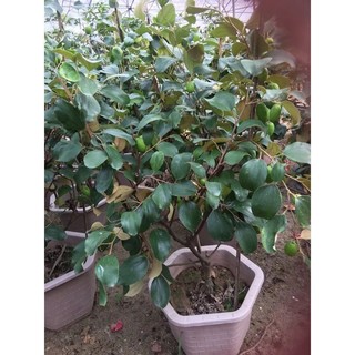 cây táo thái giống nhanh có trái