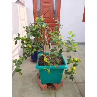 cây táo thái giống nhanh có trái