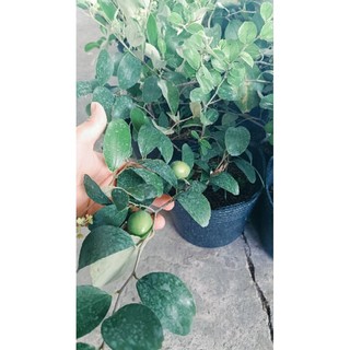 cây táo thái giống nhanh có trái