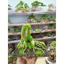 Tiểu cảnh " Nhất Trụ" dành cho bể cá cảnh, bể thủy sinh mini, nhỏ, cubic dưới 20cm