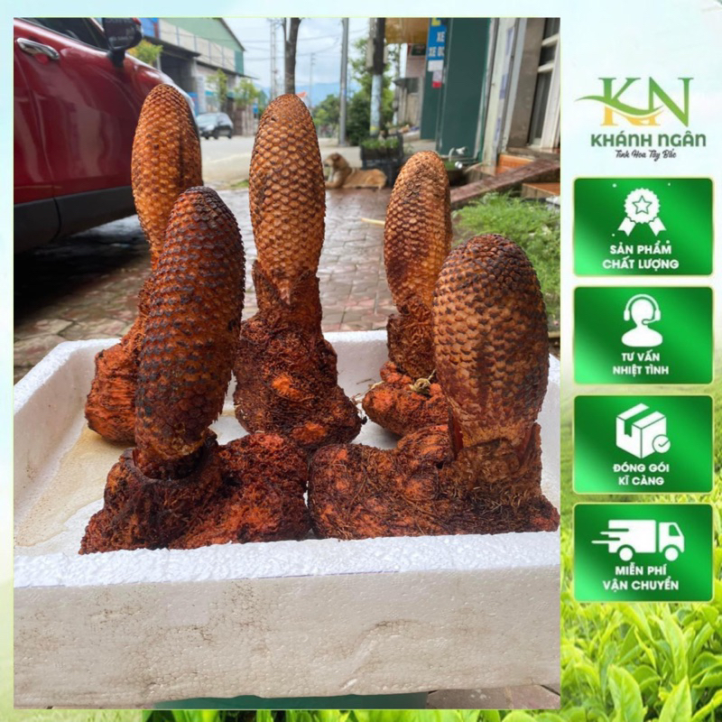 Nấm tích dương rừng Lai Châu(tươi-khô)-Hàng chọn lên bình cực đẹp 1kg