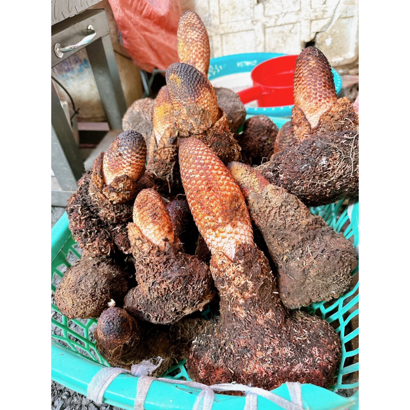 Nấm tích dương rừng Lai Châu(tươi-khô)-Hàng chọn lên bình cực đẹp 1kg