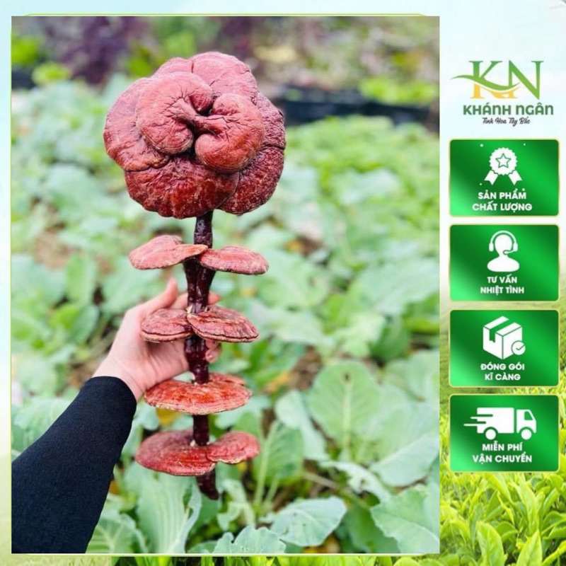 Nấm linh chi đỏ (Phôi nấm ngâm riệu)- Giúp tăng cường sức khoẻ, hành khí, hoạt huyết