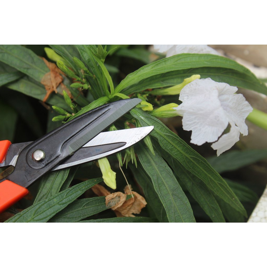 Kéo cắt hoa Nhật Bản Chikamasa NS-155E