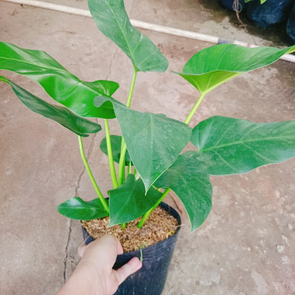 Cây Đại Hoàng Phú - cây cảnh phong thủy trong nhà mang lại may mắn tài lộc