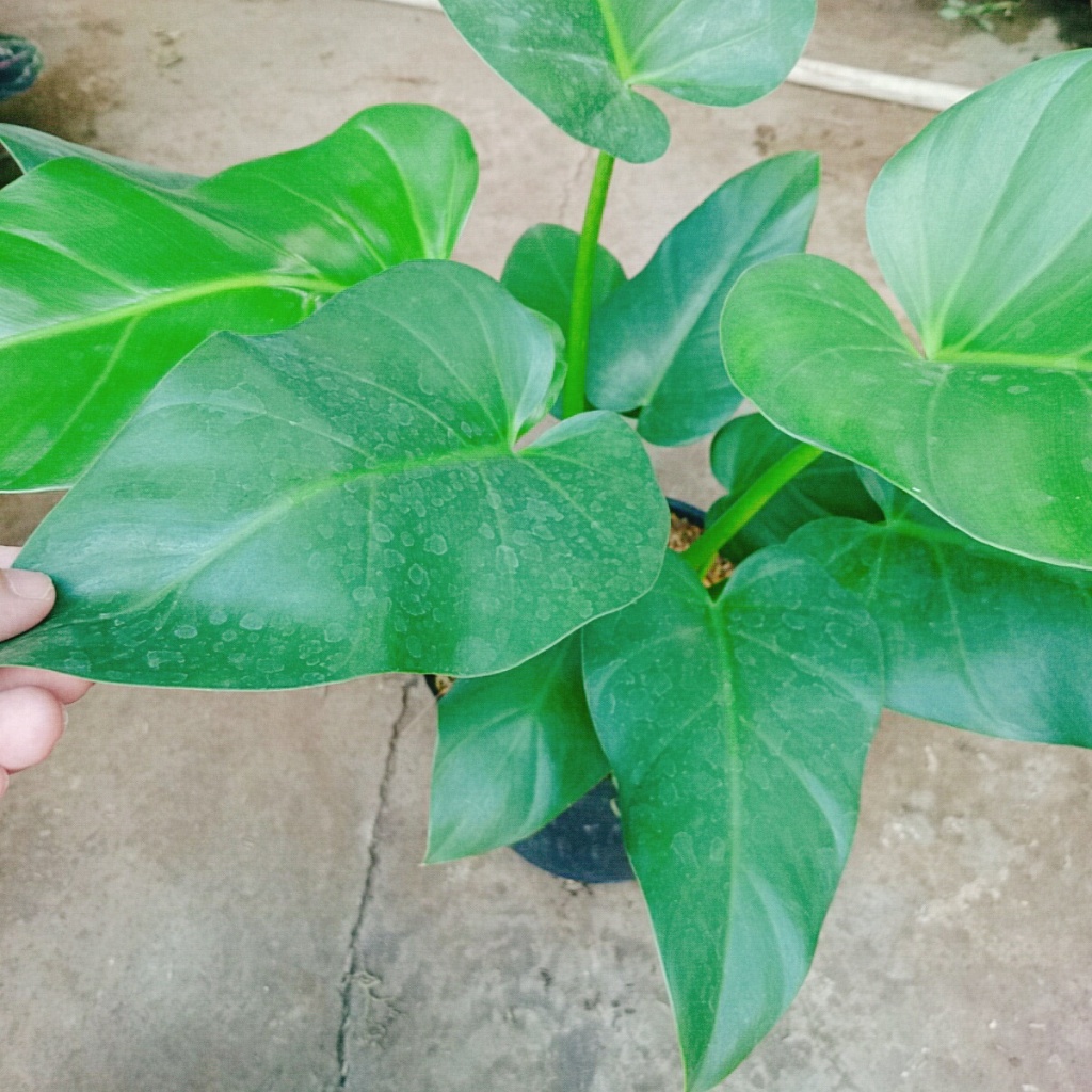 Cây Đại Hoàng Phú - cây cảnh phong thủy trong nhà mang lại may mắn tài lộc