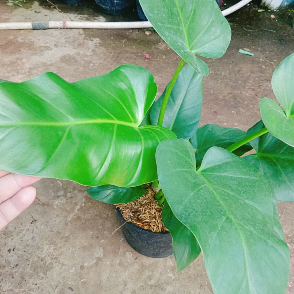 Cây Đại Hoàng Phú - cây cảnh phong thủy trong nhà mang lại may mắn tài lộc