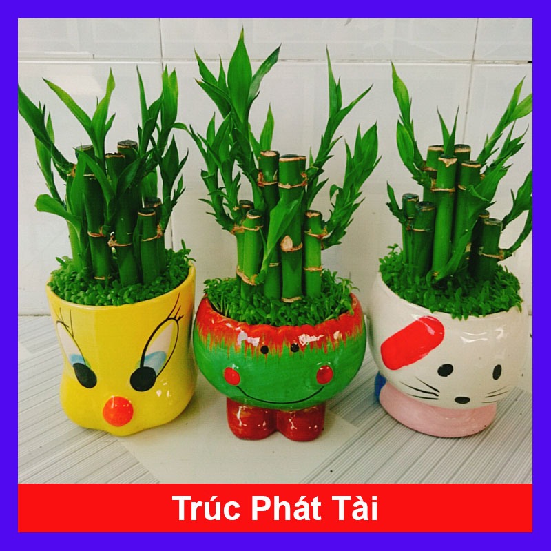 Cây trúc phát tài - cây cảnh để bàn mang lại may mắn tài lộc