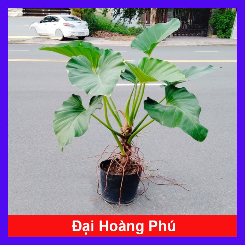Cây Đại Hoàng Phú - cây cảnh phong thủy trong nhà mang lại may mắn tài lộc